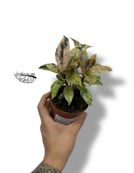 Ficus elastica ‘Shivereana Moonshine’