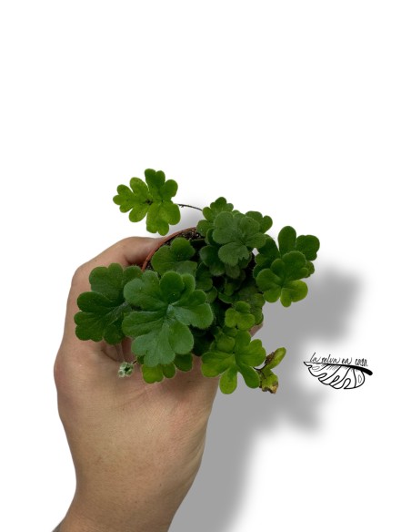 Doryopteris cordata
