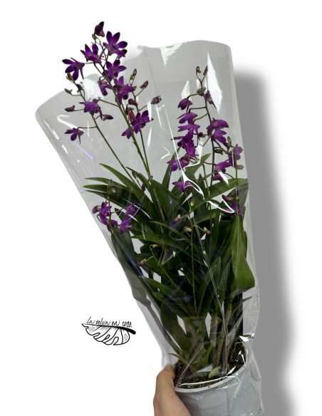 Dendrobium Berry Oda