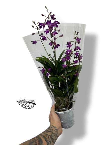 Dendrobium Berry Oda
