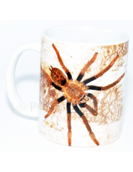Taza Mecynorrhina savagei