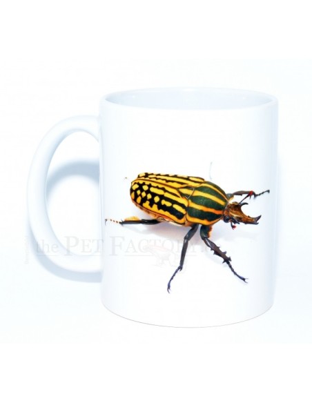 Taza Mecynorrhina savagei