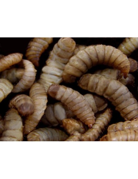 Gusanos de Phoenix (Hermetia illucens)