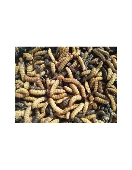 Gusanos de Phoenix (Hermetia illucens)