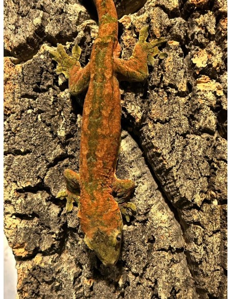 Rhacodactylus chahoua