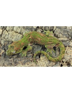 Rhacodactylus chahoua 2