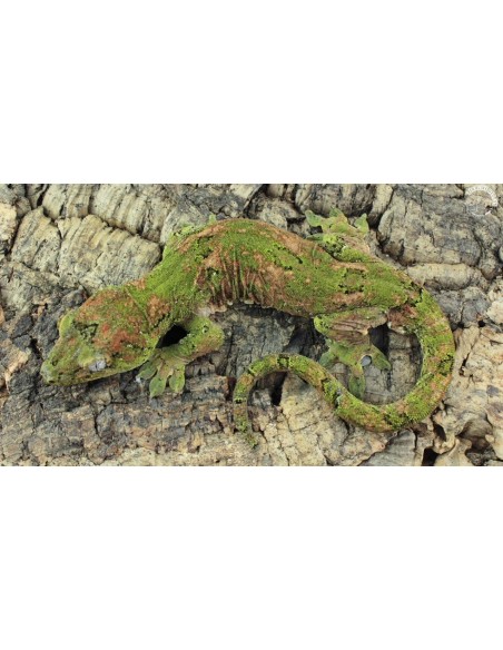 Rhacodactylus chahoua