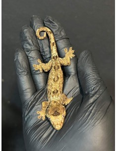 Rhacodactylus chahoua