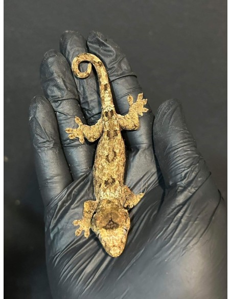 Rhacodactylus chahoua