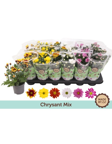 ChrysanthemuM