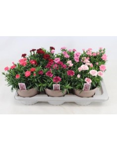 Dianthus caryophyllus ‘Clavel Oscar’