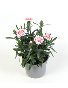 Dianthus caryophyllus ‘Clavel Oscar’ 2