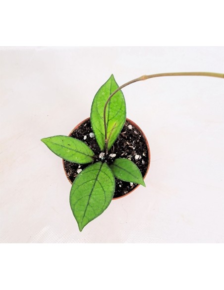 Hoya Crassipetiolata MEDIUM