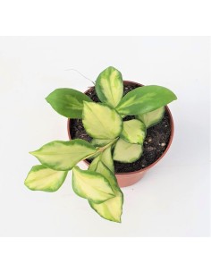 Hoya Heuschkeliana Variegata 2