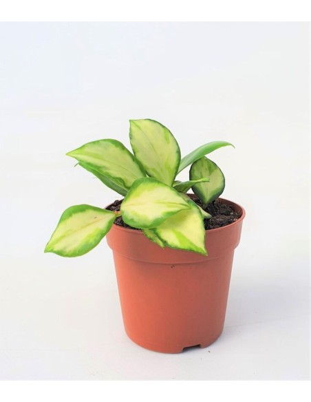 Hoya Heuschkeliana Variegata