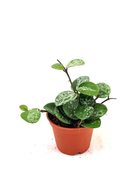 Hoya Mathilde Splash