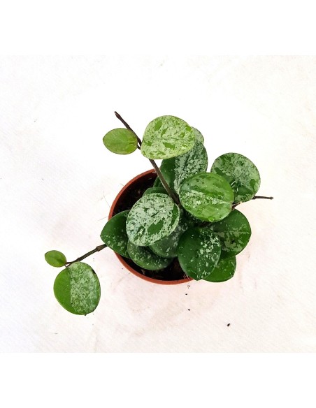 Hoya Mathilde Splash