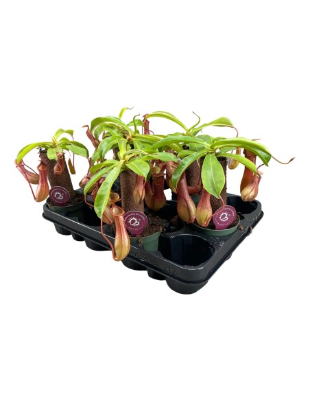 Nepenthes en tronco