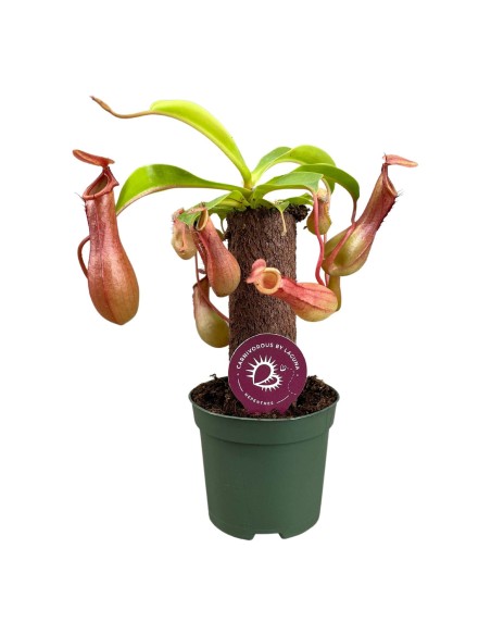 Nepenthes en tronco