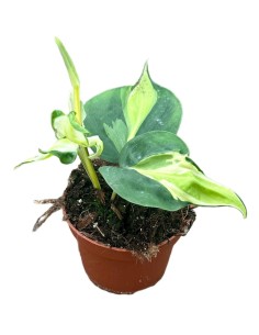 Philodendron "Cream Splash 2