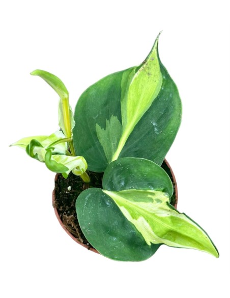 Philodendron "Cream Splash