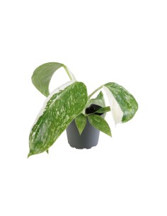 Philodendron 'Jose Buono' 2
