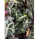 Alocasia polly