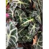 Alocasia polly