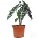 Alocasia polly 2