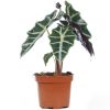 Alocasia polly