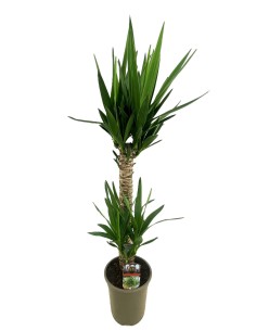 Yucca elephantipes LARGE 2