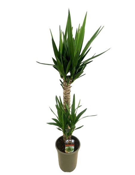 Yucca elephantipes LARGE