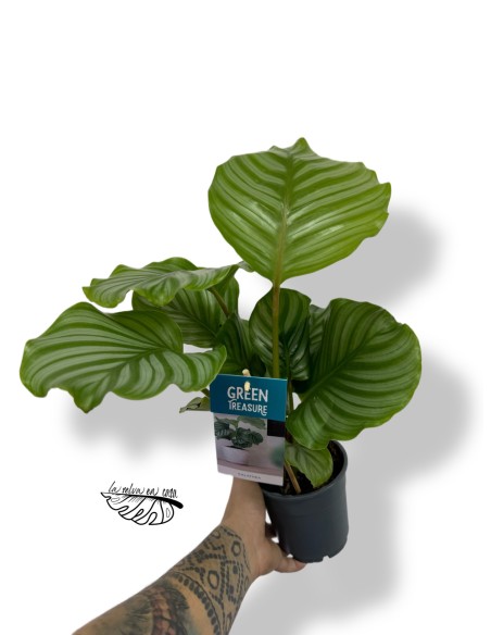 Calathea Orbifolia