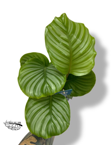 Calathea Orbifolia