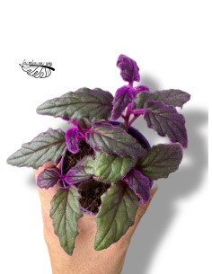 Gynura aurantiaca 'Purple Passion' 2