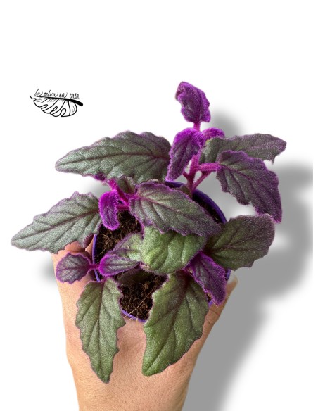 Gynura aurantiaca 'Purple Passion'
