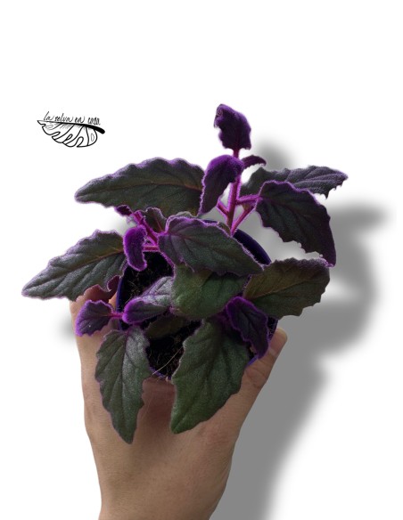 Gynura aurantiaca 'Purple Passion'