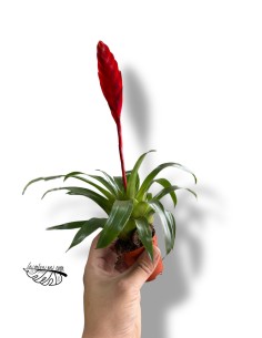 Vriesea Conchita