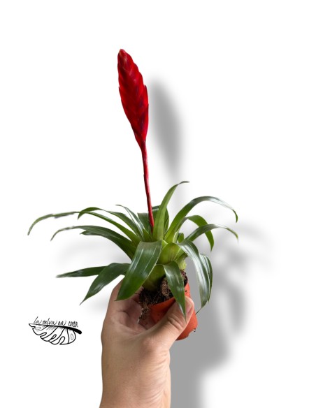 Vriesea Conchita