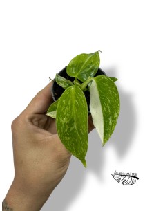 Philodendron 'Jose Buono'