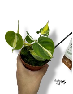 Philodendron "Cream Splash