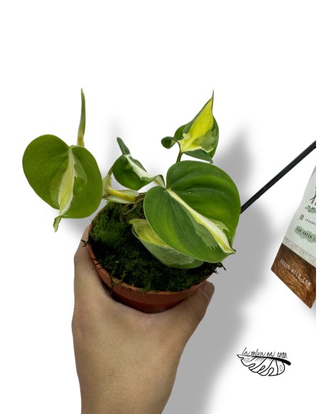 Philodendron "Cream Splash