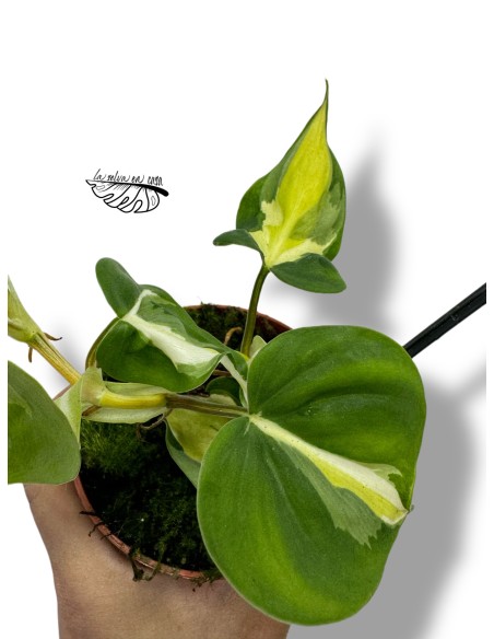 Philodendron "Cream Splash