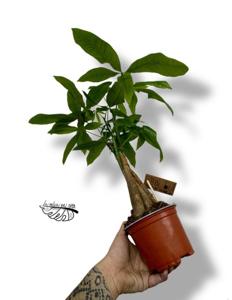 Pachira aquatica