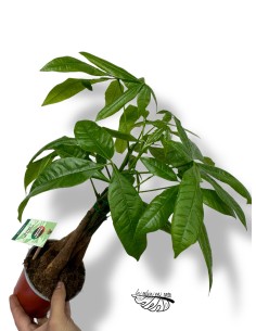 Pachira aquatica