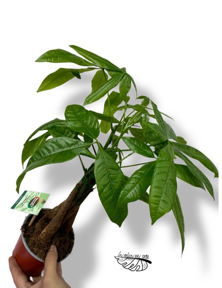 Pachira aquatica