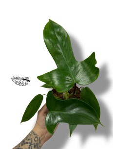Philodendron FLORIDA GREEN