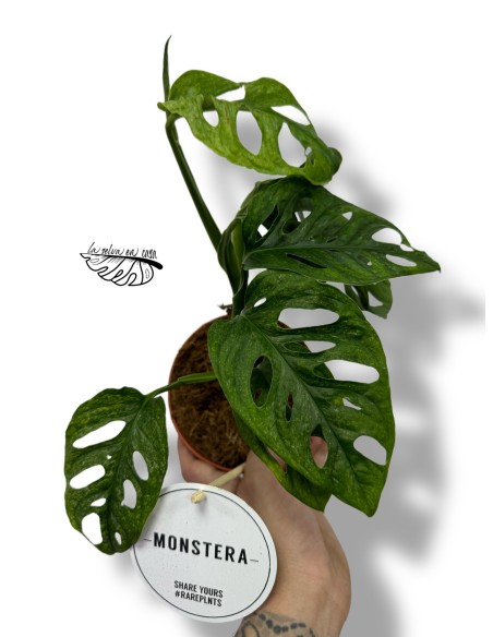 Monstera Adansonii Mint