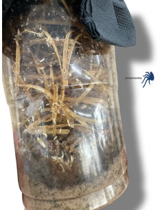 Drosophila melanogaster, Cultivos de 500cc. 2