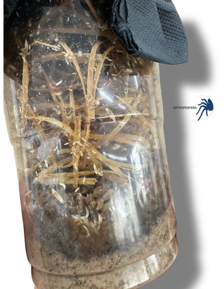 Drosophila melanogaster, Cultivos de 500cc.